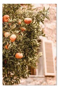 Quadro contemporaneo Frutti urbani - albero di mandarino su sfondo di edificio