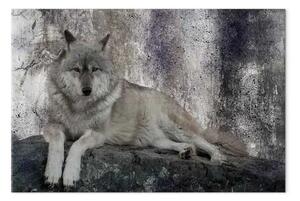Quadro moderno Lupo riposante - animale selvatico sdraiato su una roccia