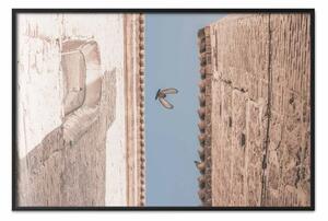 Poster: Uccello urbano - un piccione che vola tra due edifici