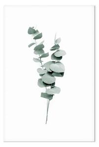 Quadro su tela Rami di eucalipto - foglie di piante minimaliste su sfondo bianco