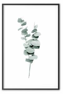 Poster: Rami eucalipto - foglie minimaliste