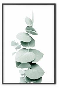 Poster: Eucalipto - ramo di pianta verde su sfondo bianco