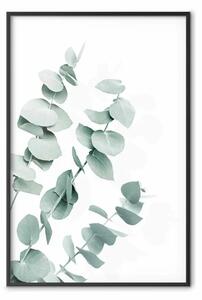 Poster: Foglie di eucalipto - rametti di pianta minimalista su sfondo bianco