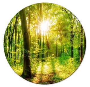 Quadro rotondo Alberi soleggiati - foresta illuminata dai raggi del mattino