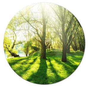 Quadro rotondo Foresta soleggiata - foto di alberi illuminati dai raggi estivi