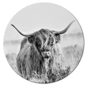 Quadro rotondo Mucca scozzese in bianco e nero - animale tra alte erbe secche