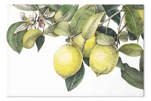 Quadro su tela Limoni e foglie - frutti di agrumi colorati su un albero