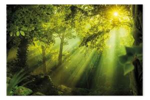 Quadro Nel bagliore del sole largo - foresta verde sotto i raggi