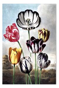 Quadro su tela Meraviglie della natura - paesaggio primaverile con tulipani colorati