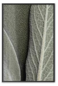 Poster: Pianta di salvia - primo piano su foglie ruvide