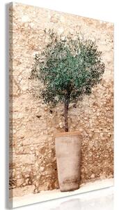 Verde toscano - ulivo in vaso di ceramica su sfondo di muro in pietra