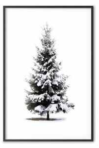 Poster: Albero d'inverno - abete rosso coperto di neve su uno sfondo bianco