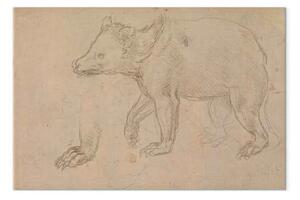 Riproduzione quadro Leonardo da Vinci - Schizzo di un orso