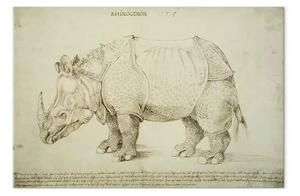 Riproduzione Albrecht Dürer - Rinoceronte