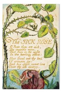 Riproduzione William Blake - La rosa malata, da Canti dell'innocenza