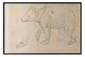 Poster: Leonardo da Vinci - Orso di Leonardo da Vinci