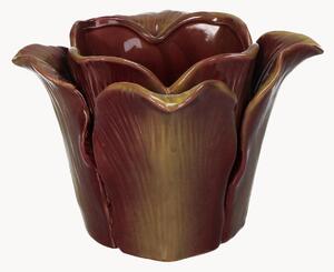 Portavaso Cabbage