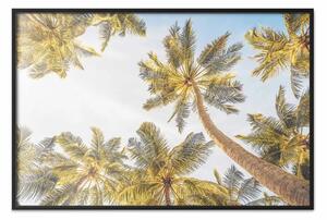 Poster: Palme e cielo - fogliame maestoso sotto un cielo blu