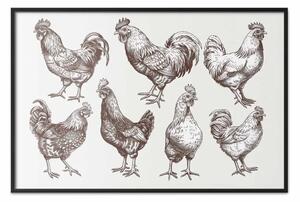 Poster: Galli e galline - schizzi artistici di pollame in stile classico