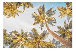Quadro su tela Cime di palme - alberi tropicali contro un cielo luminoso