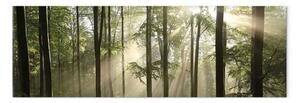 Quadro su tela Mattino nella foresta - Raggi di sole che brillano attraverso gli alberi