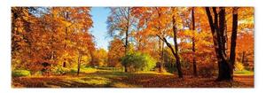 Quadro Colori autunnali - diverse tonalità in un parco soleggiato