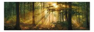 Quadro moderno Raggi del mattino - il sole che sorge in una fitta foresta