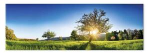 Quadro su tela Radura soleggiata - alberi da frutto contro un cielo azzurro all'alba