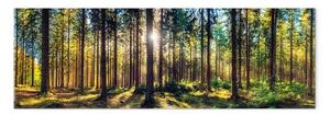 Quadro moderno Foresta luminosa - luce solare che filtra tra i rami