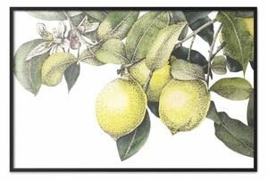Poster: Giardino di limoni - frutti e foglie in acquerello