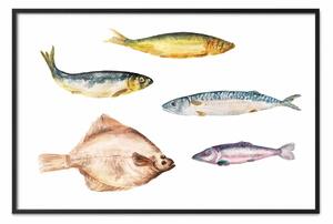 Poster: Specie marine - illustrazioni realistiche di vari pesci