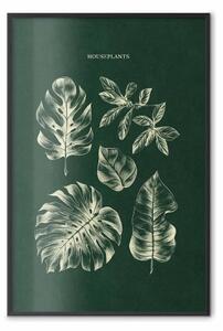 Poster: Piante da appartamento - illustrazione di piante in vaso