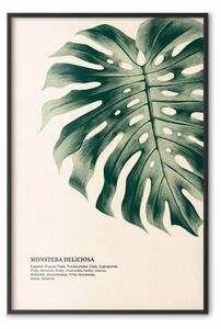 Poster: Monstera deliciosa - foglie su sfondo chiaro