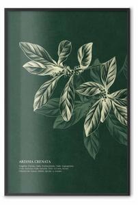 Poster: Ardisia crenata - illustrazione botanica di foglie su sfondo scuro