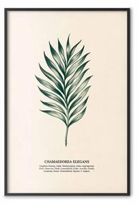 Poster: Chamaedorea elegans - illustrazione botanica con classificazione