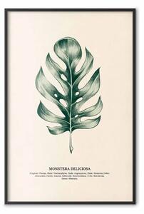 Poster: Monstera deliciosa - illustrazione botanica delle piante