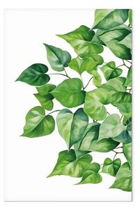 Quadro Fogliame verde - rami folti e freschi su sfondo bianco