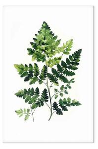 Quadro Felce in una visione minimalista - verde naturale su sfondo bianco