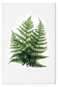 Quadro moderno Verde delle felci su sfondo bianco - narrazione minimalista della natura