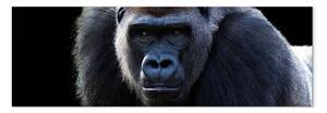 Quadro Gorilla adulto - grande animale