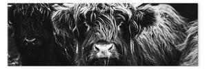 Quadro Mandria di bufali - gruppo di animali pelosi in bianco e nero