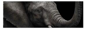 Quadro su tela Elefante maestoso - enorme animale con orecchie e proboscide grandi