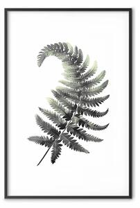 Poster: Felce grigia - semplicità della natura in forma minimalista
