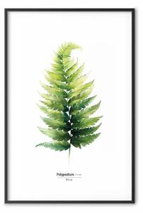 Poster: Foglia di felce - acquerello di pianta verde su sfondo bianco