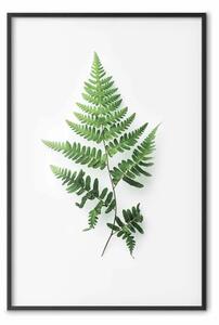 Poster: Natura della felce - pianta delicata su sfondo bianco