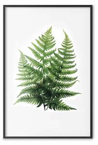 Poster: Storia della felce - ramoscelli verdi della pianta su sfondo bianco