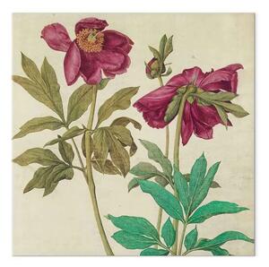 Riproduzione quadro Albrecht Dürer - Peonie