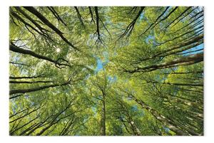 Quadro Mondo verde della foresta - vista sulle cime degli alberi in piena fioritura