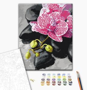 Tela da dipingere con numeri Orchidea rosa