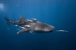 Fotografia Whale shark, Barathieu Gabriel